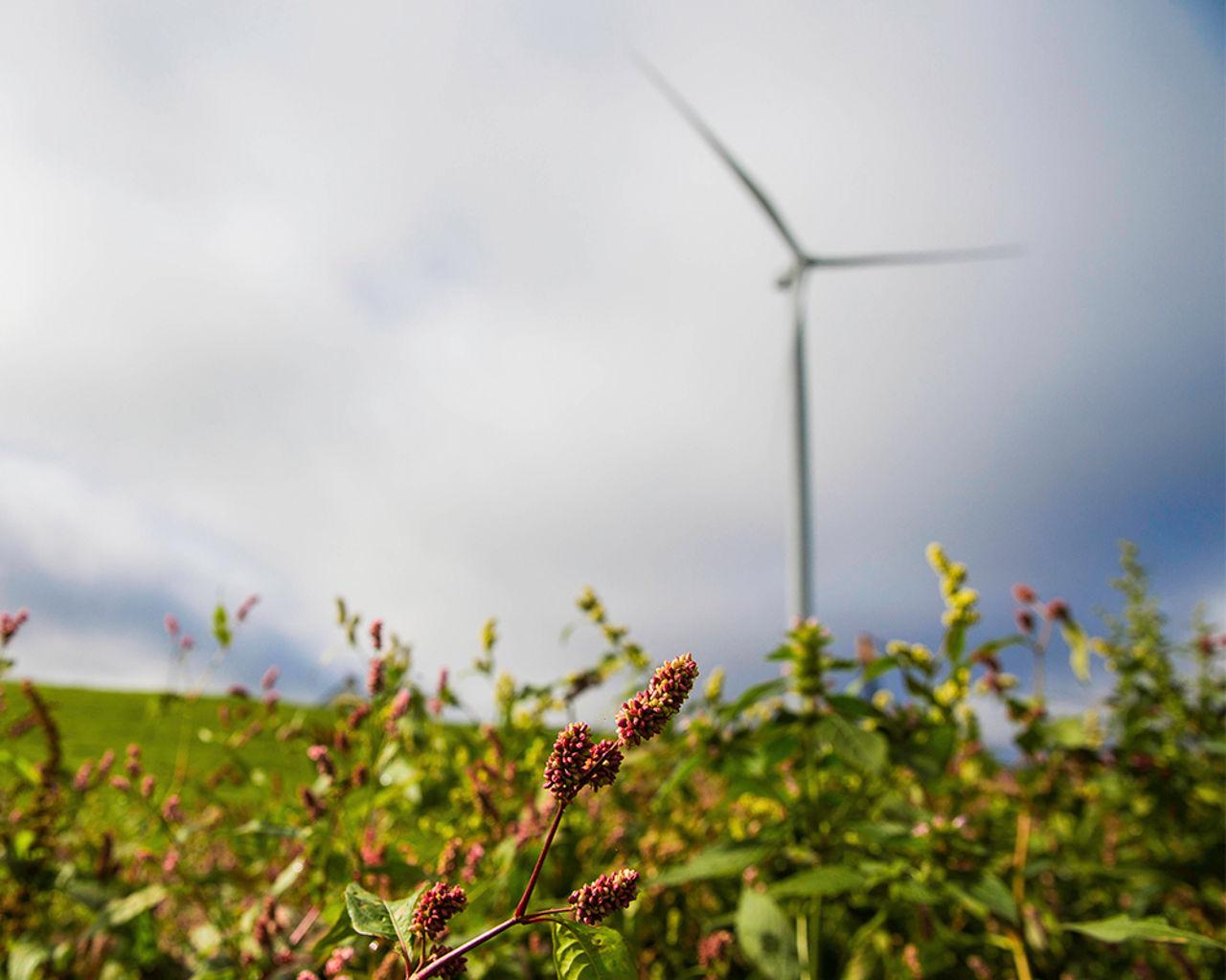 Wind mill